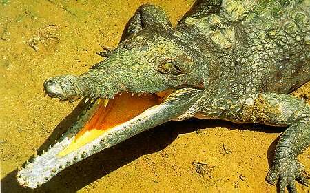 Crocodylus intermedius